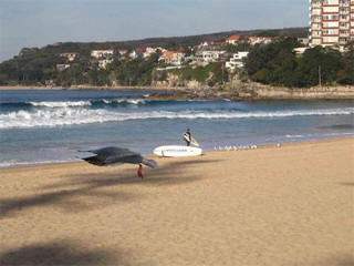 Manly surf webcam