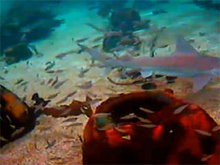 live underwater shark webcam